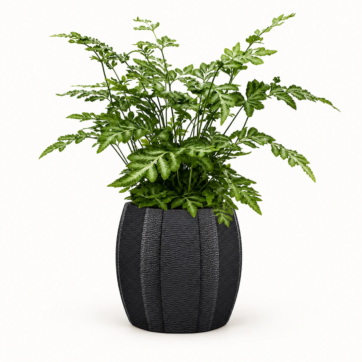 Pteris 'evergemiensis' 8.5cm + Capi elegant wide arc anthracite 12cm (BARA292)