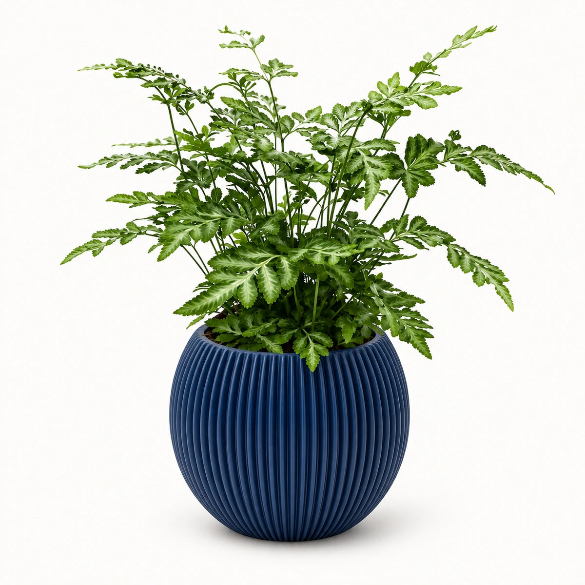Pteris 'evergemiensis' 8.5cm + Capi Vase ball groove dark blue 13cm (BGVDB109)