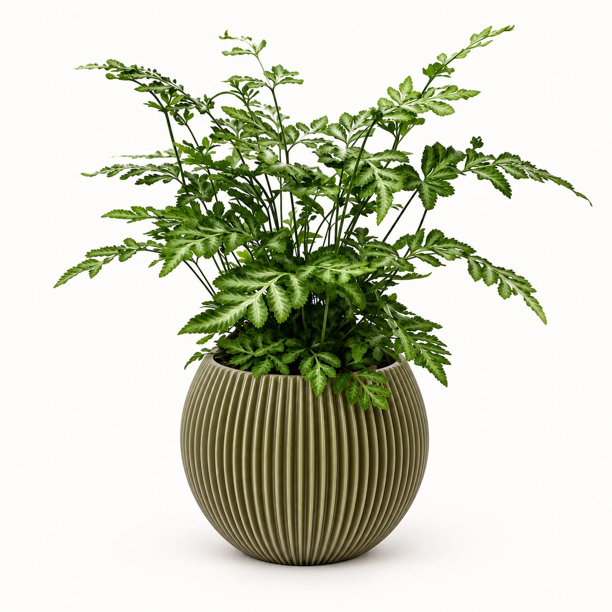 Pteris 'evergemiensis' 8.5cm + Capi Vase ball groove green 13cm (BGVGN109)