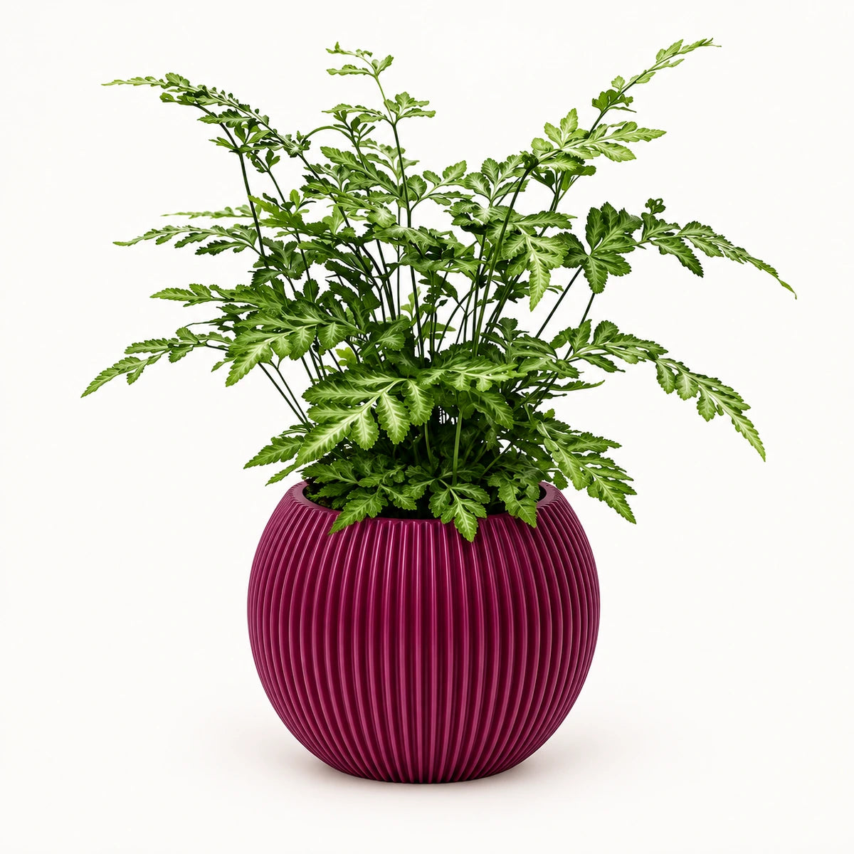 Pteris 'evergemiensis' 8.5cm + Capi Vase ball groove purple 13cm (BGVP109)