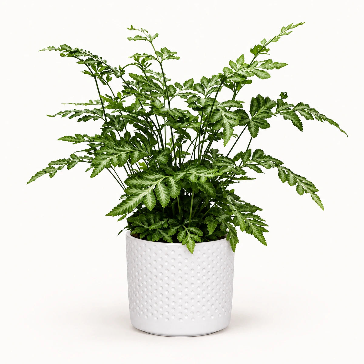 Pteris 'evergemiensis' 8.5cm + Era white relief 8.5cm (1096055)