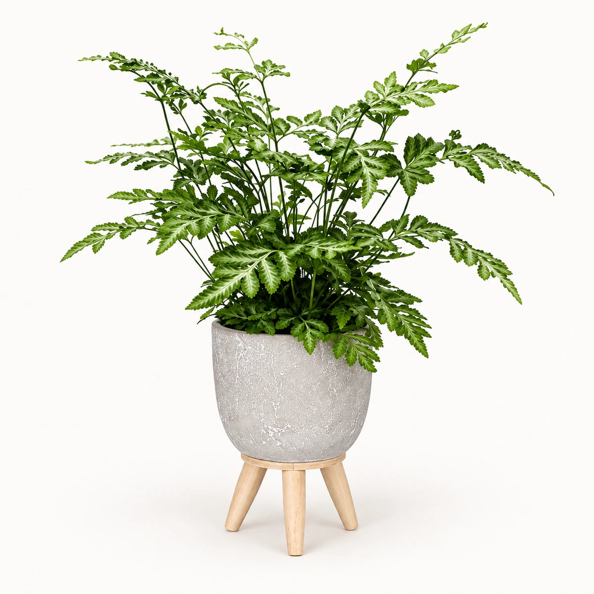 Pteris 'evergemiensis' 8.5cm + Jimmy on stand l.grey 10.5cm (1095042)