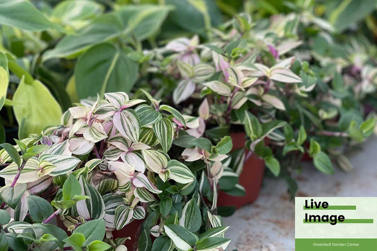 Tradescantia fluminensis 'quadricolor' - Τραντεσκάνθια