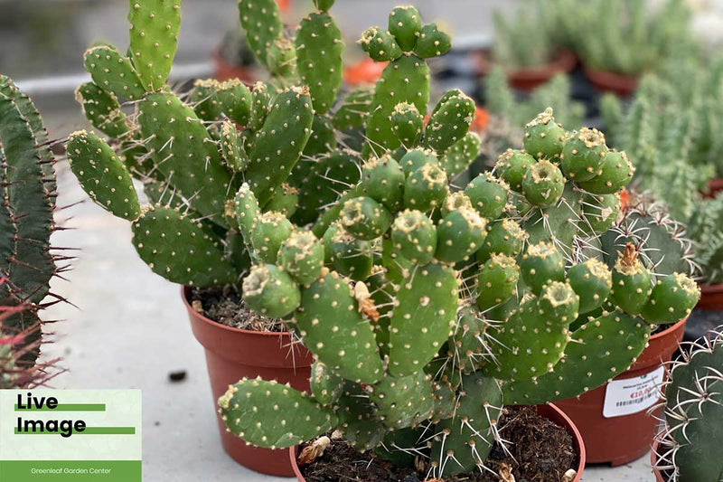 Opuntia quitensis 12cm