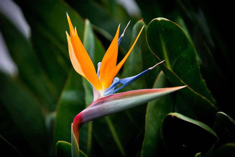 Strelitzia reginae