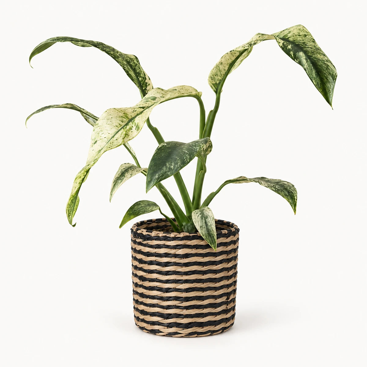 Rhaphidophora puberula 'variegata' 12cm + Alexis black 13cm (1102736) — σχέδιο 4