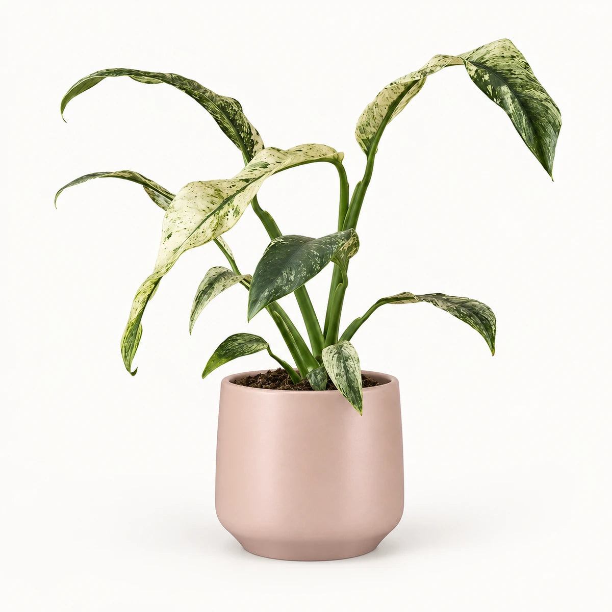 Rhaphidophora puberula 'variegata' 12cm + Amber l. pink matt 14.5cm (1094378)