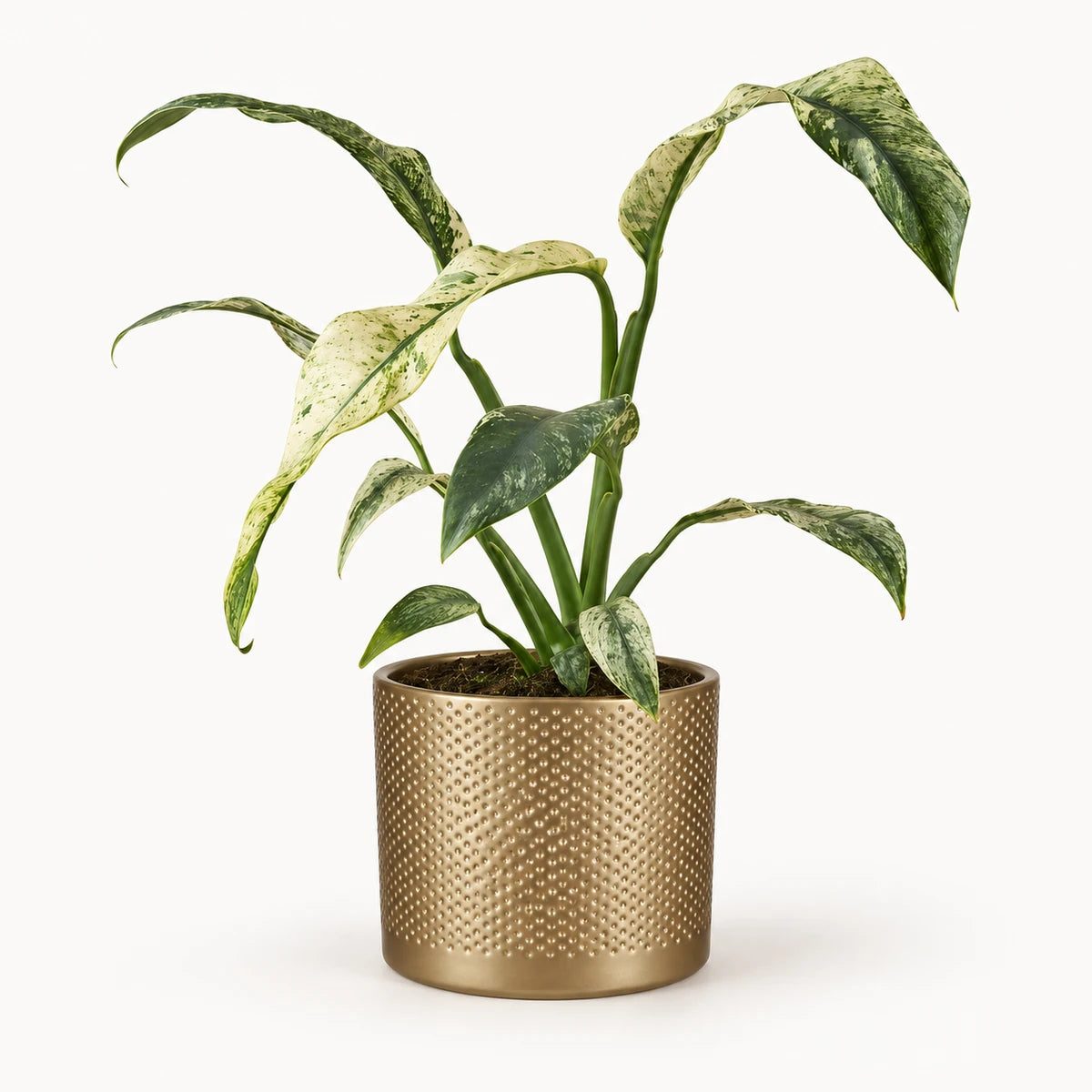Rhaphidophora puberula 'variegata' 12cm + Era gold relief 14cm (1059868)