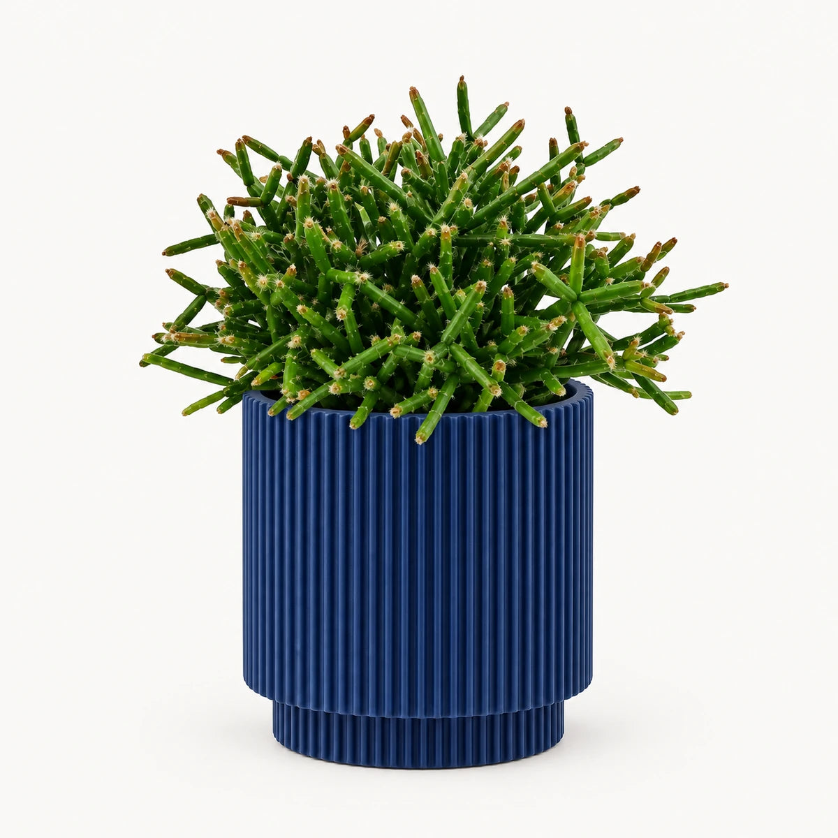 Rhipsalis burchelli 10.5cm + Capi Vase cylinder groove dark blue 11cm (BGVDB312)