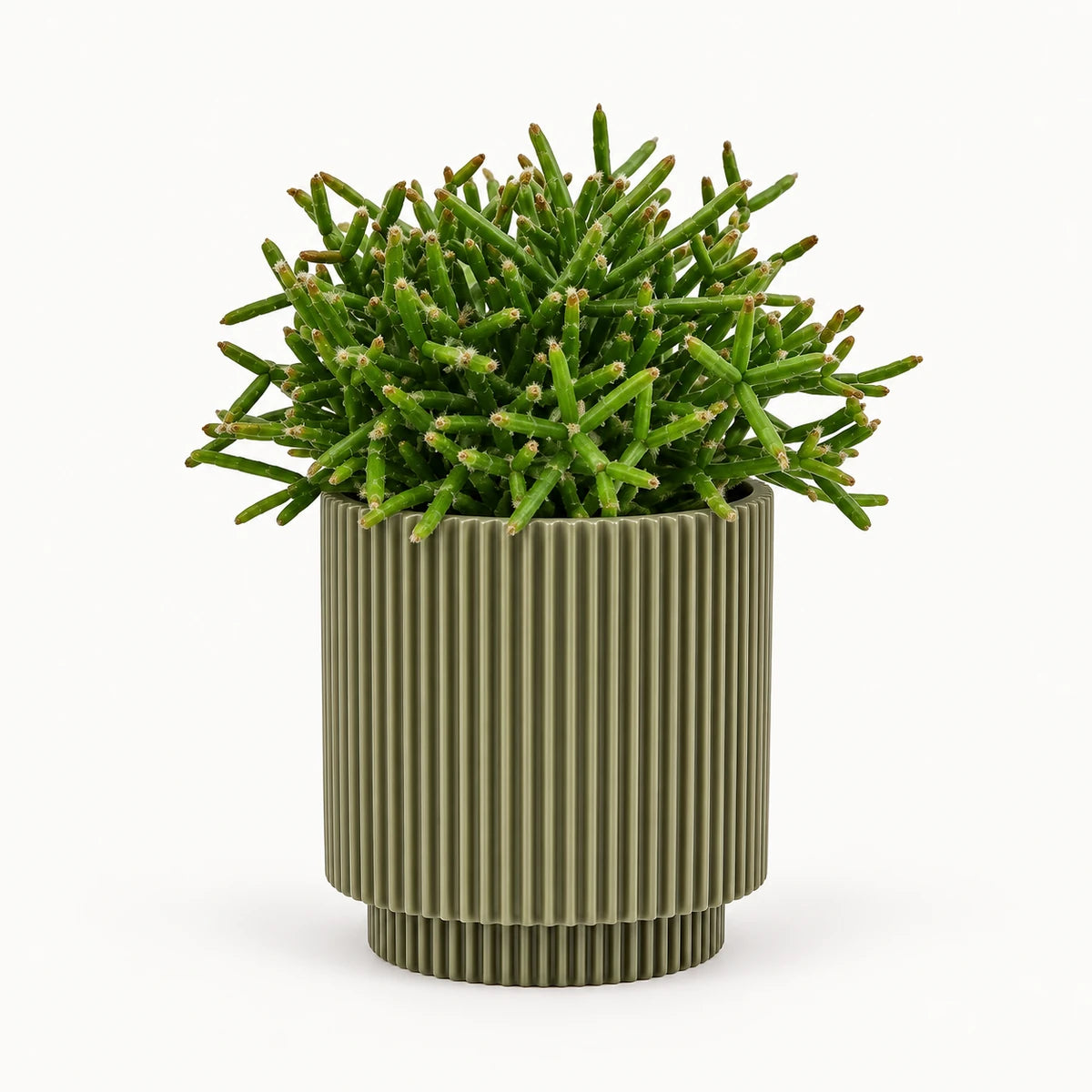 Rhipsalis burchelli 10.5cm + Capi Vase cylinder groove green 11cm (BGVGN312)