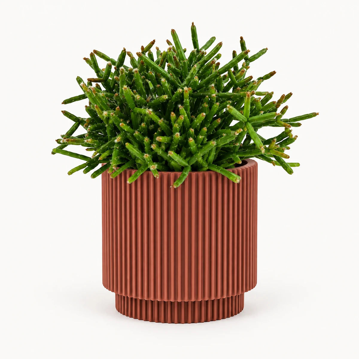 Rhipsalis burchelli 10.5cm + Capi Vase cylinder groove merlot-red 11cm (BGVMR312)