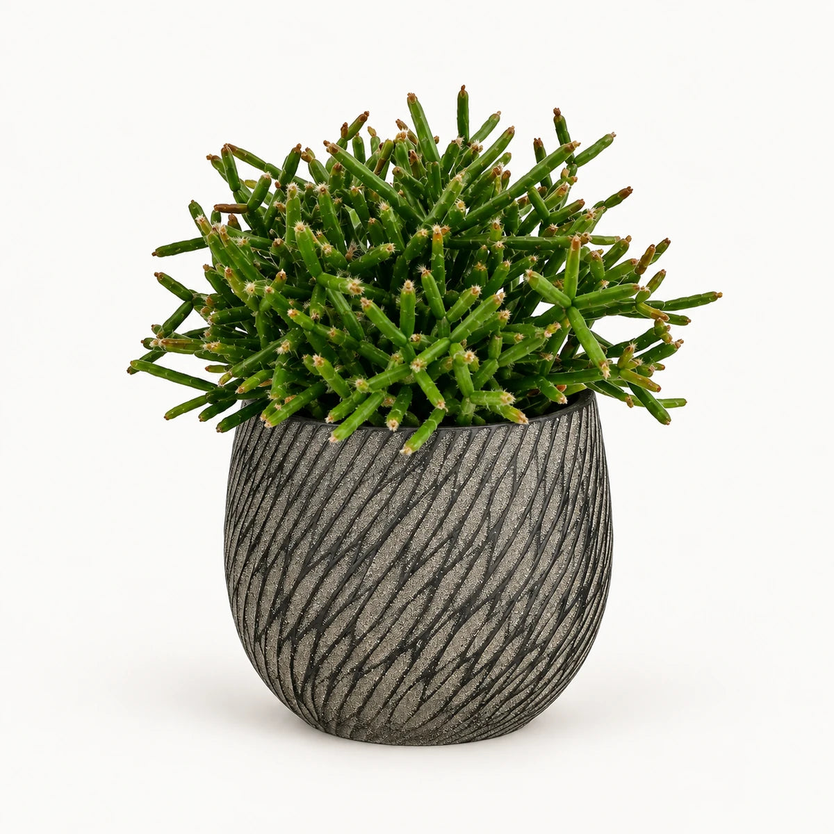 Rhipsalis burchelli 10.5cm + Elio anthracite 11cm (1163961)