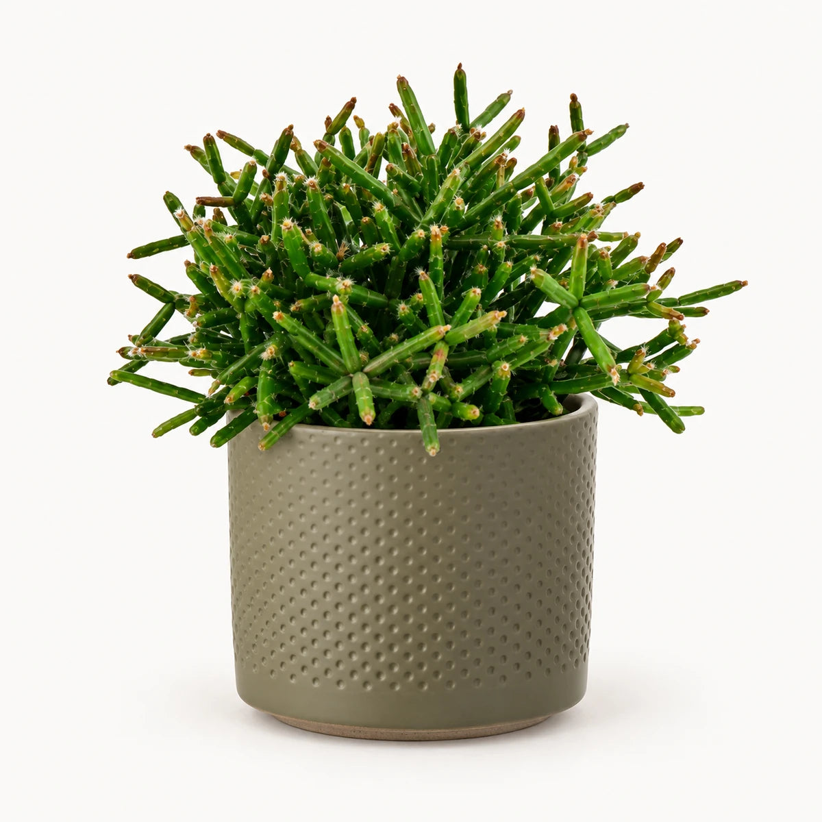 Rhipsalis burchelli 10.5cm + Era green relief 10.5cm (1051631)