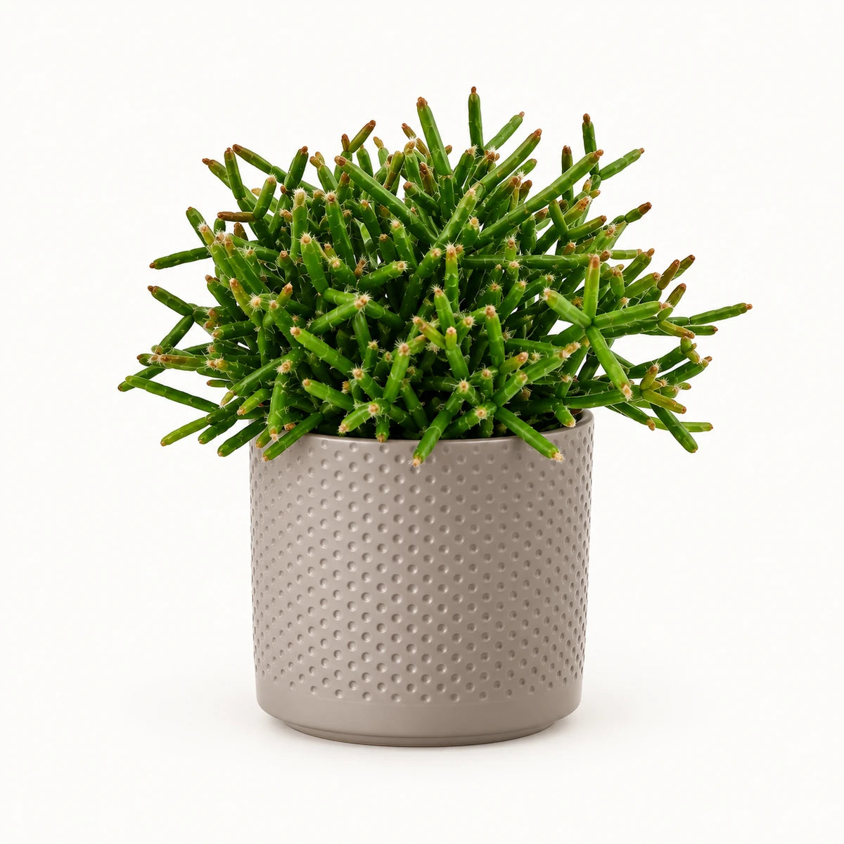 Rhipsalis burchelli 10.5cm + Era taupe relief 10.5cm (1051626)
