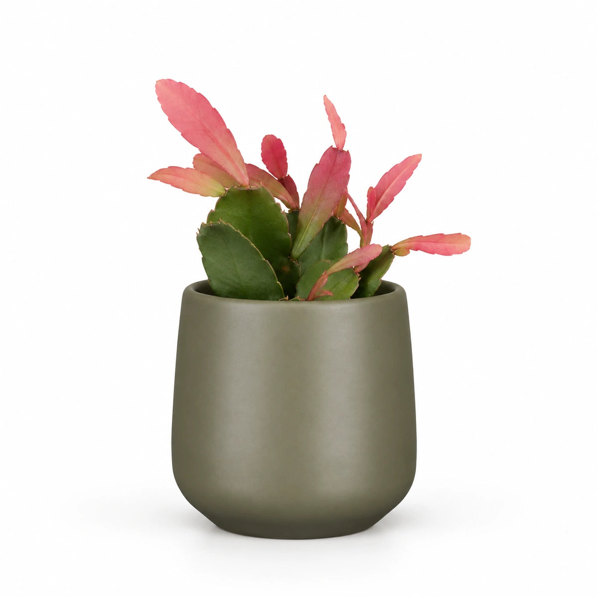 Rhipsalis 'red coral' 5.5cm + Amber green matt 6cm (1094372)