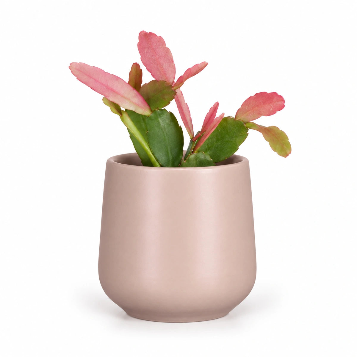 Rhipsalis 'red coral' 5.5cm + Amber l. pink matt 6cm (1094375)