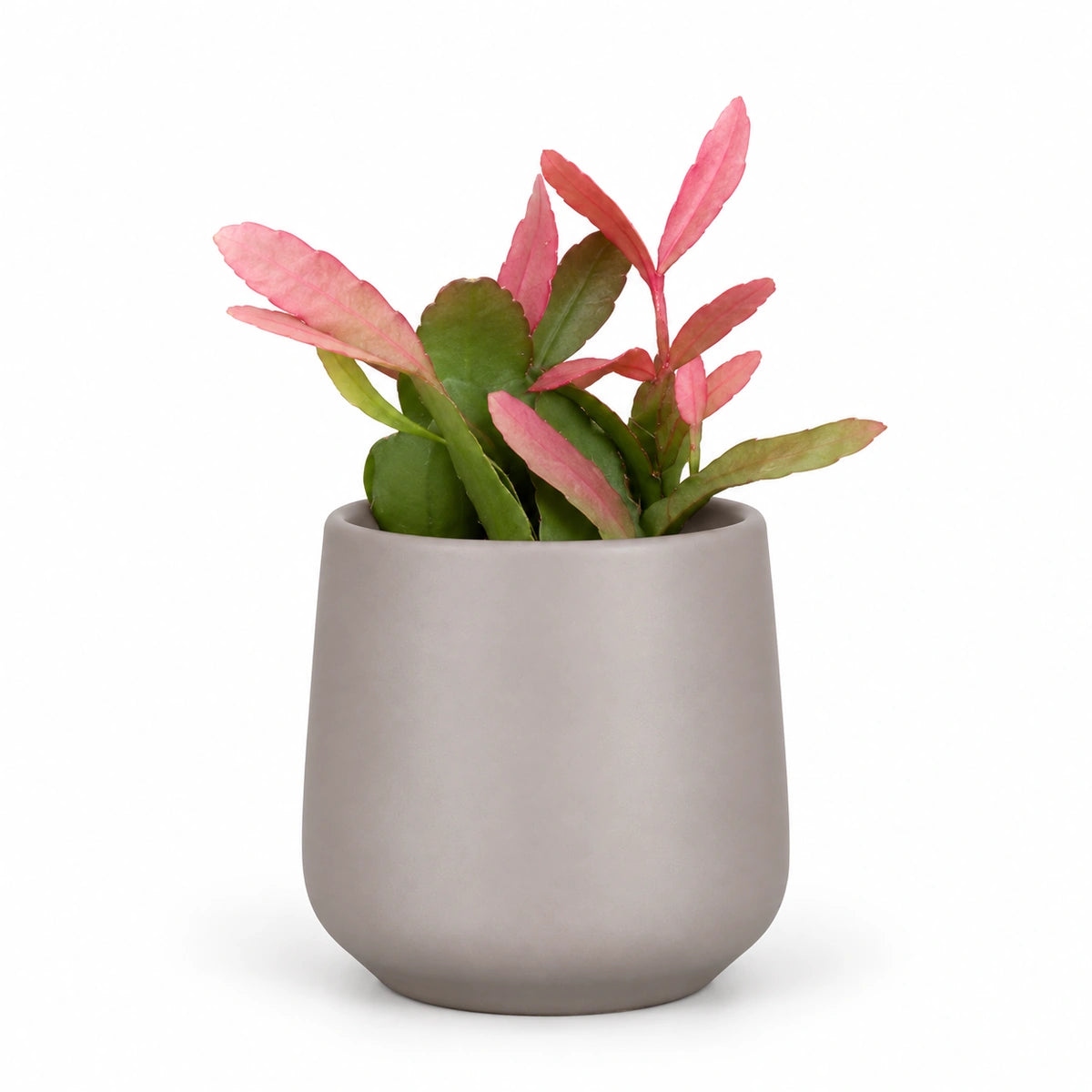 Rhipsalis 'red coral' 5.5cm + Amber taupe matt 6cm (1094366)