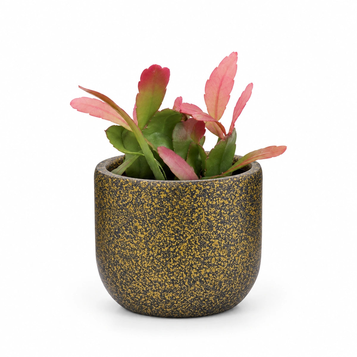 Rhipsalis 'red coral' 5.5cm + Capi Planter ball Terrazzo gold 8cm (BTZG131)