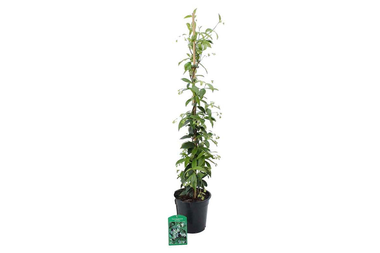 Rhynchospermum jasminoides 19cm