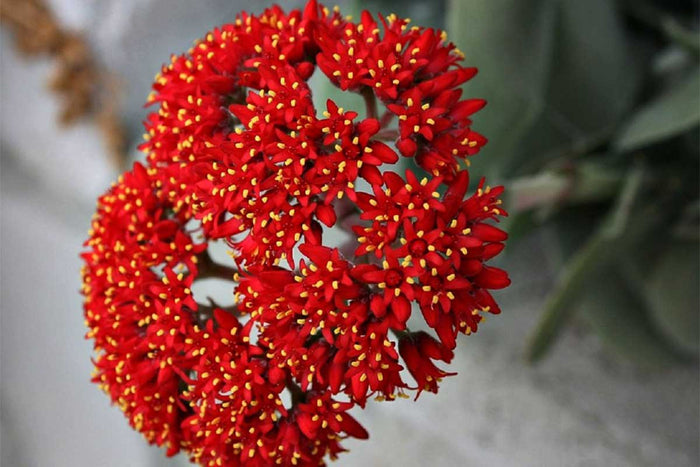 Rochea falcata - flower