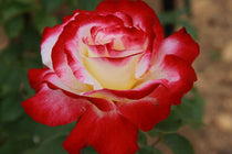
                  
                    Rosa 'Double Delight'
                  
                