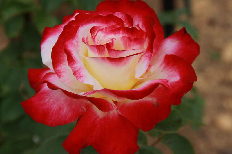 Rosa 'Double Delight'