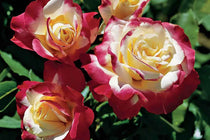 
                  
                    Rosa 'Double Delight'
                  
                