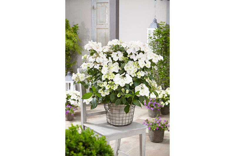 Hydrangea 'Runaway Bride'® 20cm