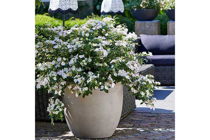 Hydrangea 'Runaway Bride'® 20cm