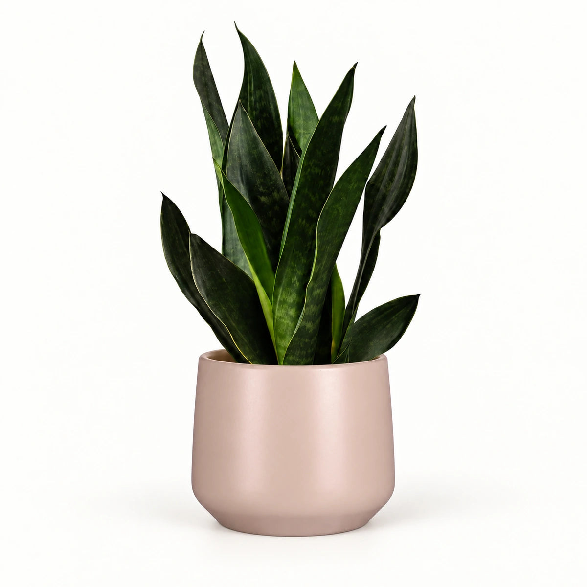 Sansevieria 'black diamond' 12cm + Amber l. pink matt 13cm (1097325)