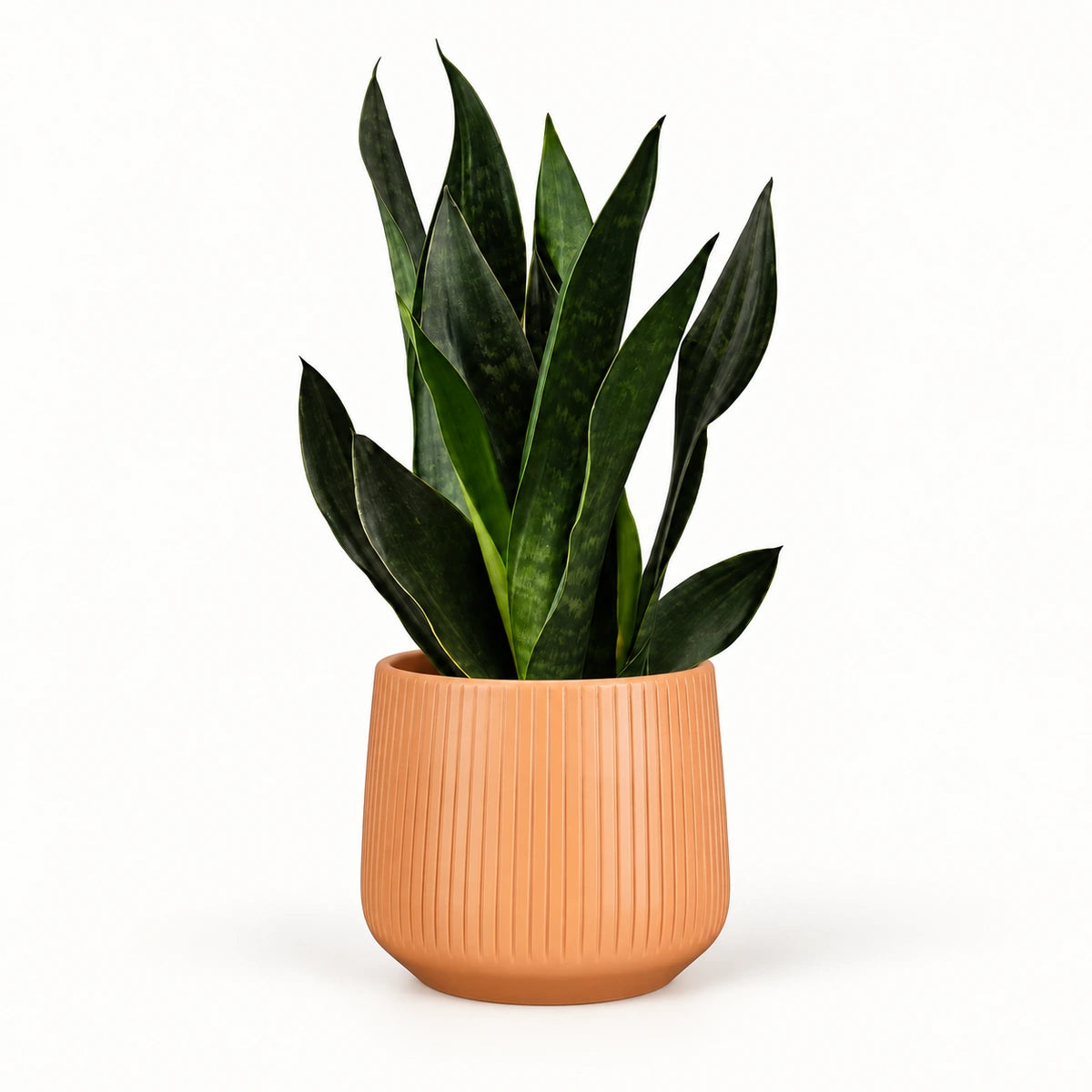 Sansevieria 'black diamond' 12cm + Amber orange vertical 13cm (1133678)