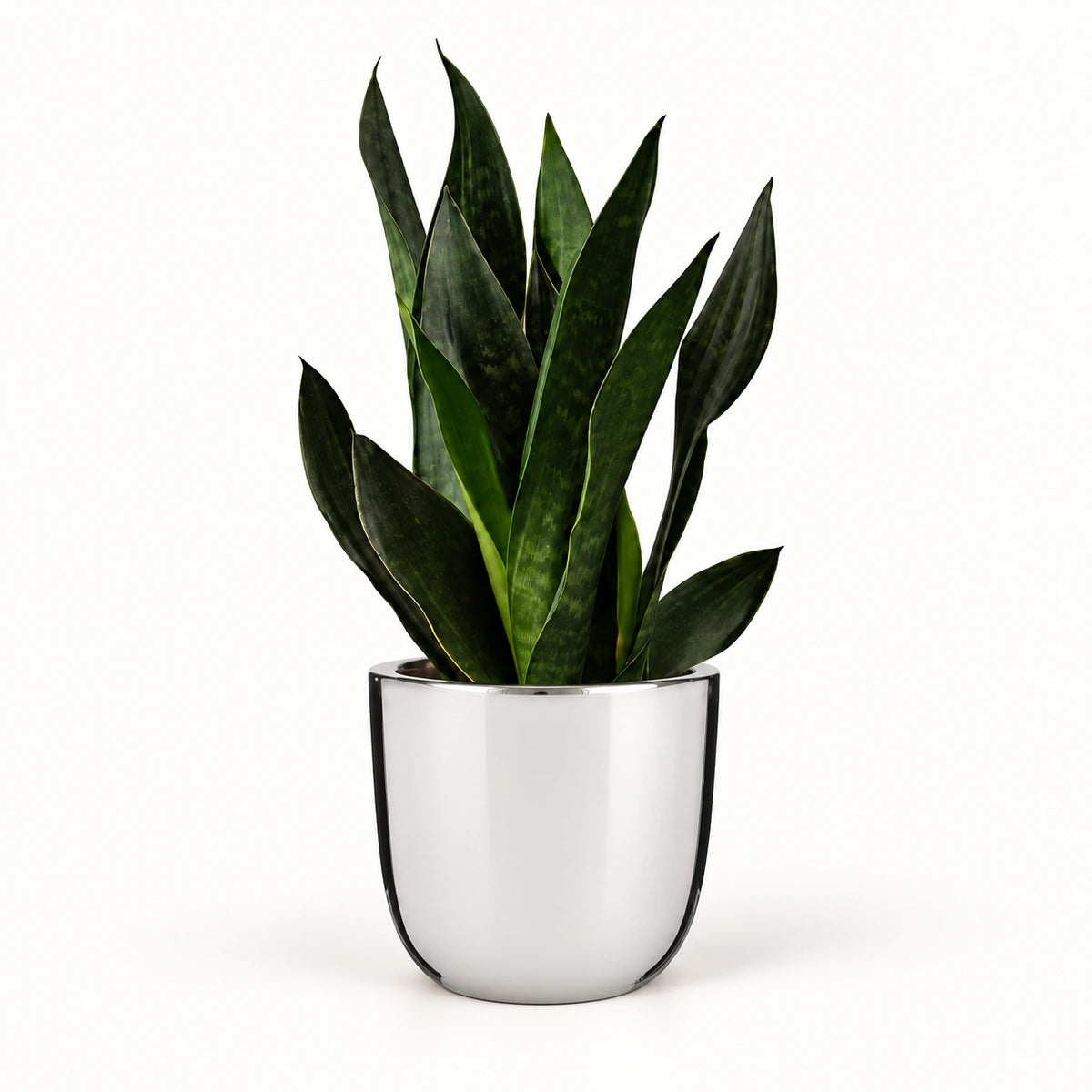 Sansevieria 'black diamond' 12cm + Chaz silver 13.5cm (116701)