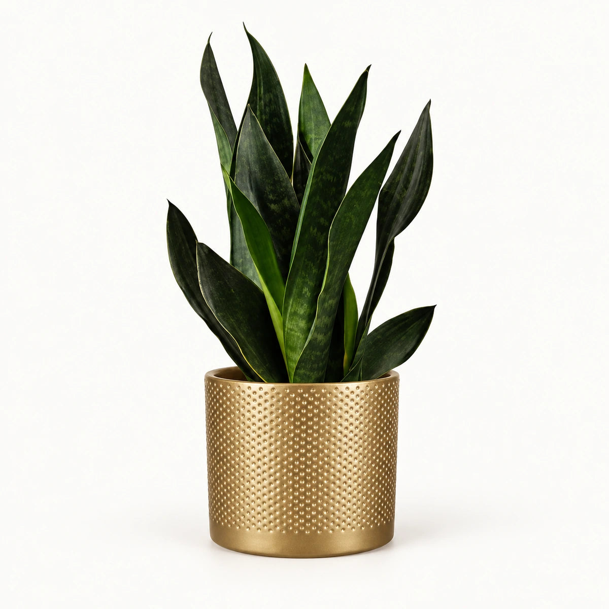 Sansevieria 'black diamond' 12cm + Era gold relief 14cm (1059868)