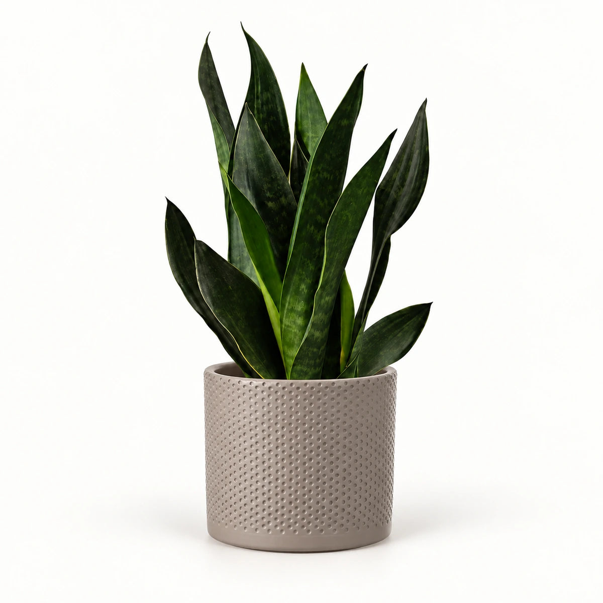 Sansevieria 'black diamond' 12cm + Era taupe relief 12cm (1051627)