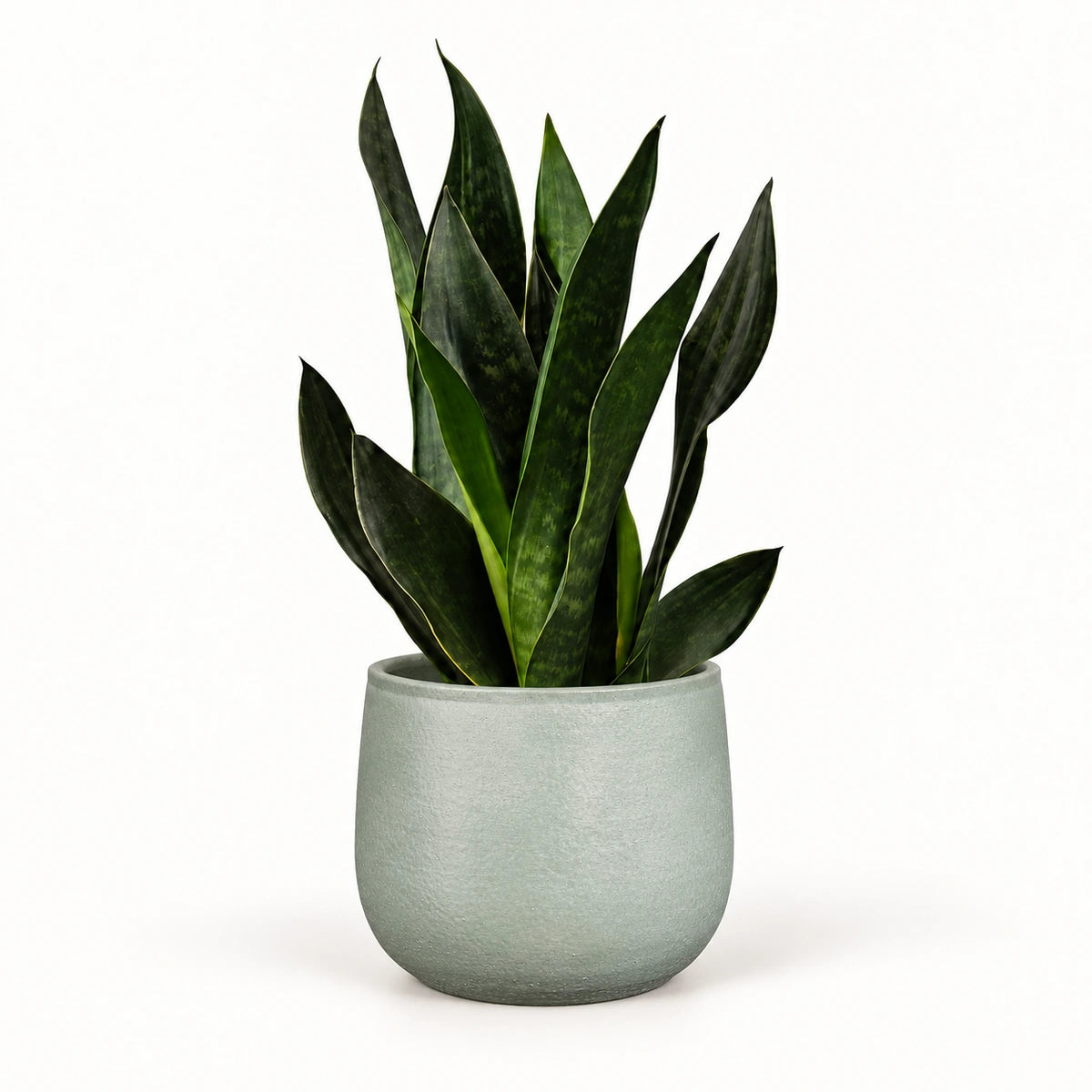 Sansevieria 'black diamond' 12cm + Sevilla grey 12.5cm (1175801)