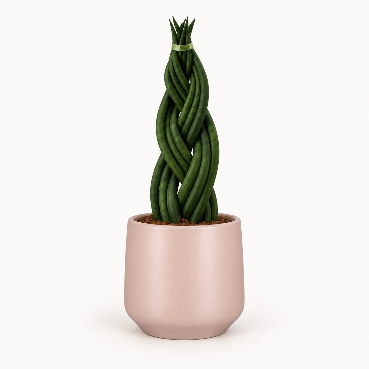 Sansevieria braid 12cm + Amber l. pink matt 14.5cm (1094378)