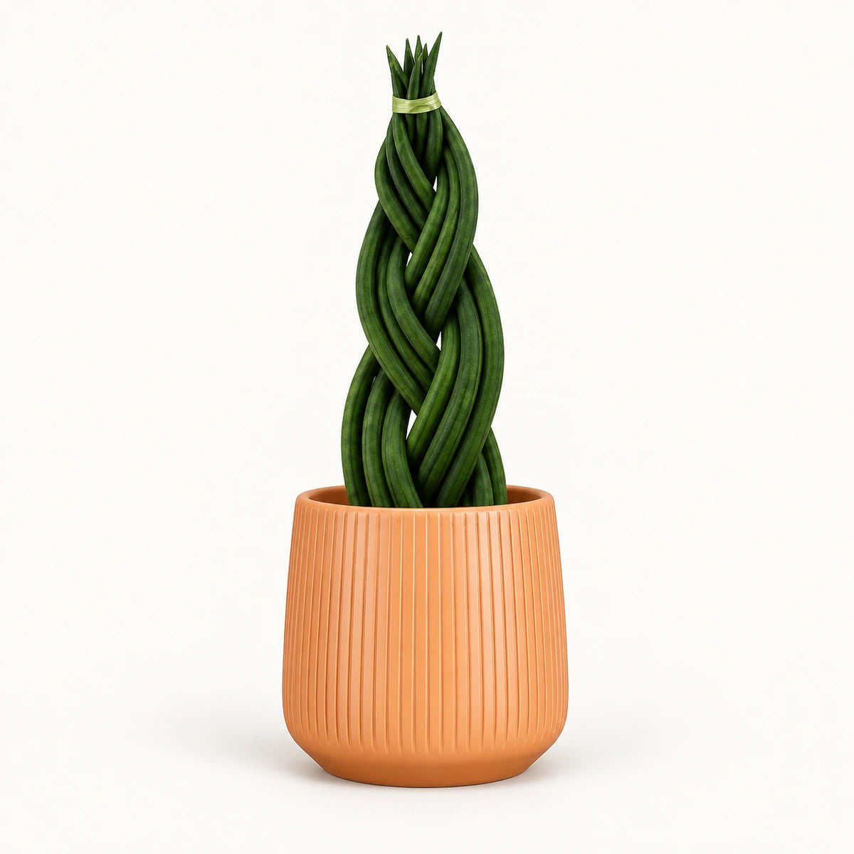 Sansevieria braid 12cm + Amber orange vertical 13cm (1133678)