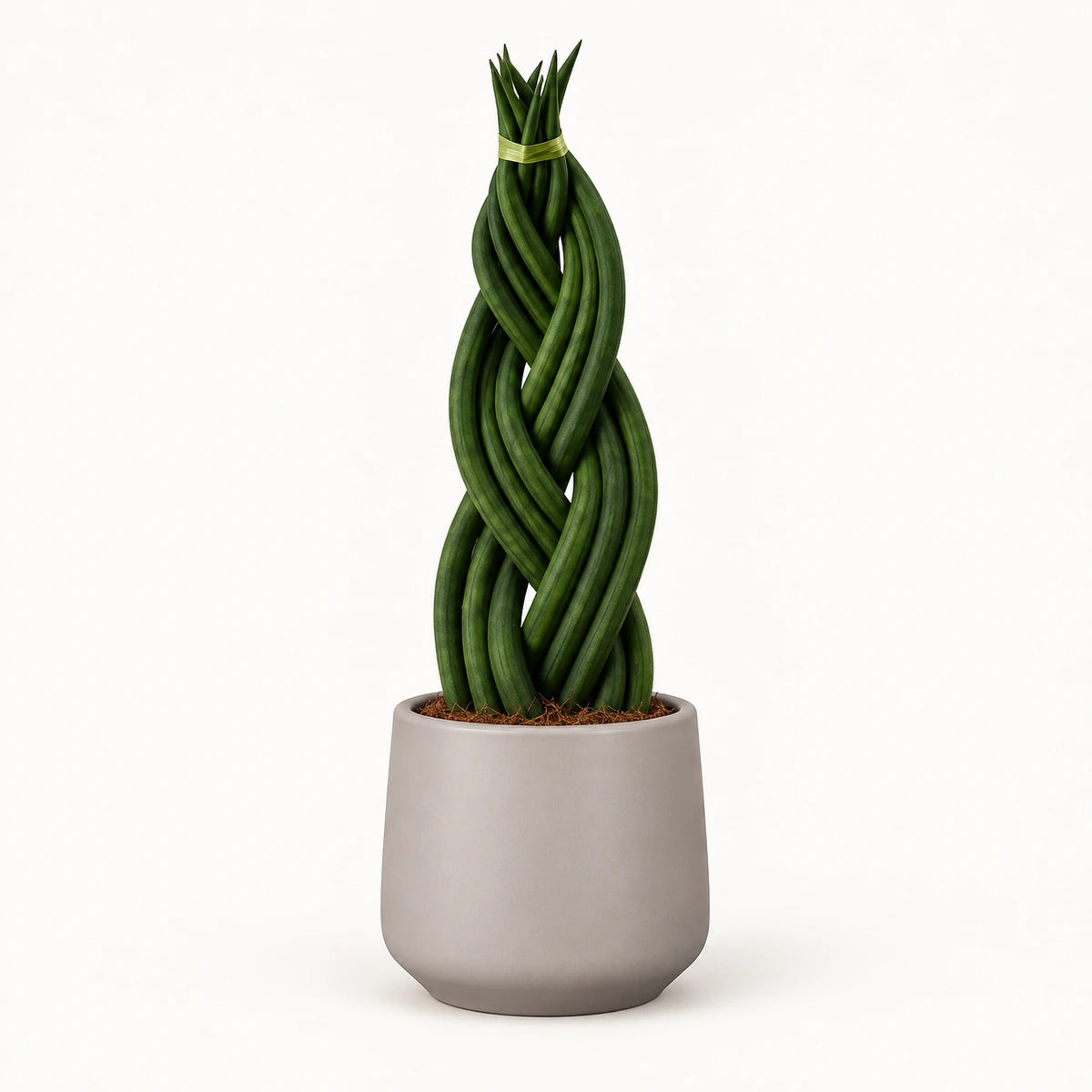 Sansevieria braid 12cm + Amber taupe matt 13cm (1097322)