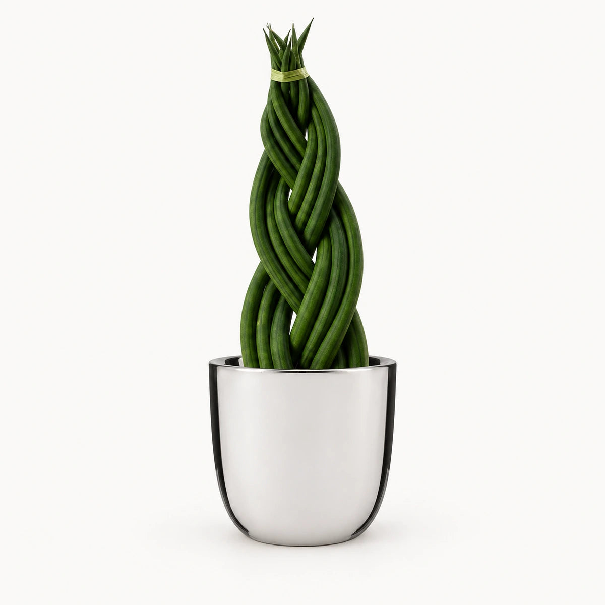 Sansevieria braid 12cm + Chaz silver 13.5cm (116701)