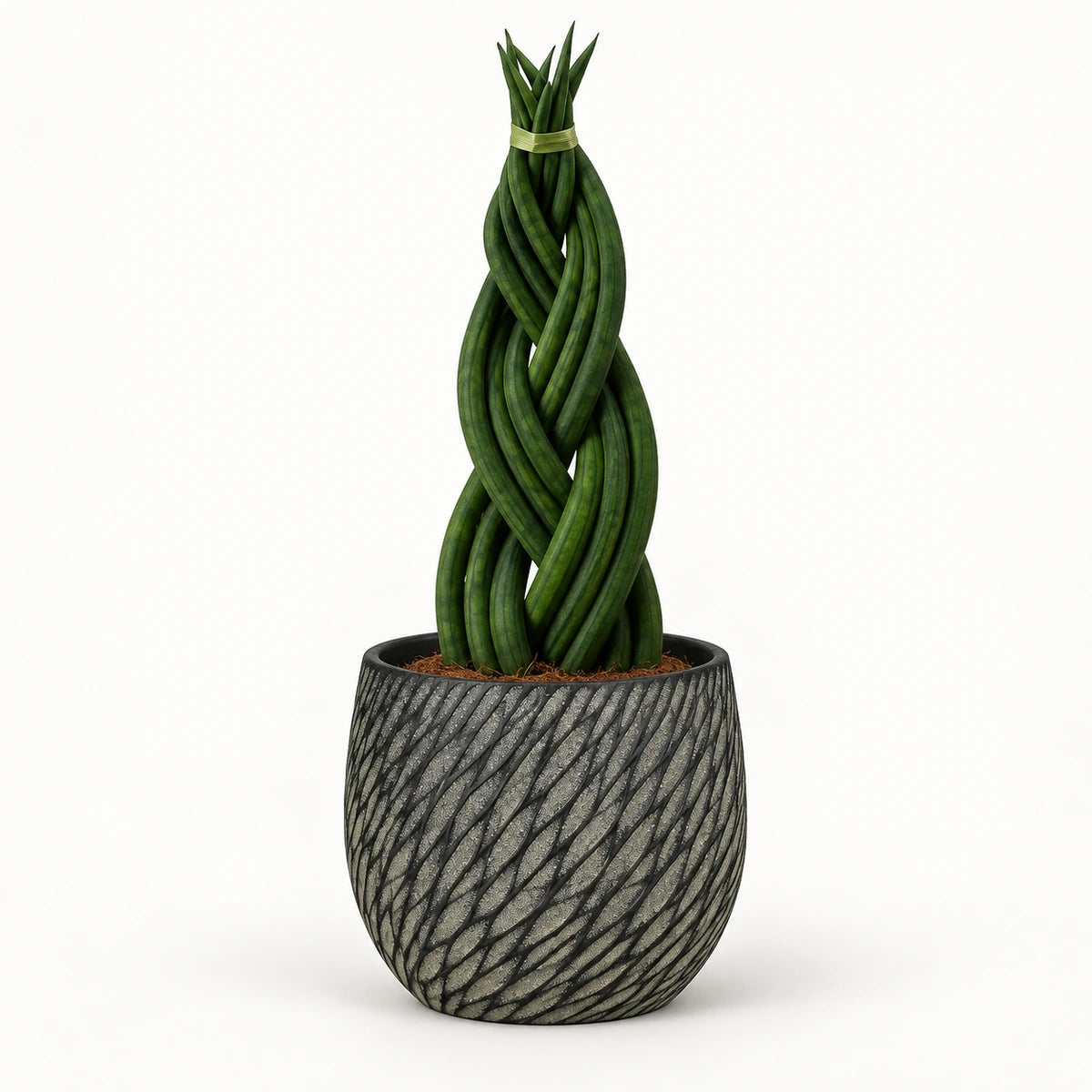 Sansevieria braid 12cm + Elio anthracite 12.5cm (1163962)