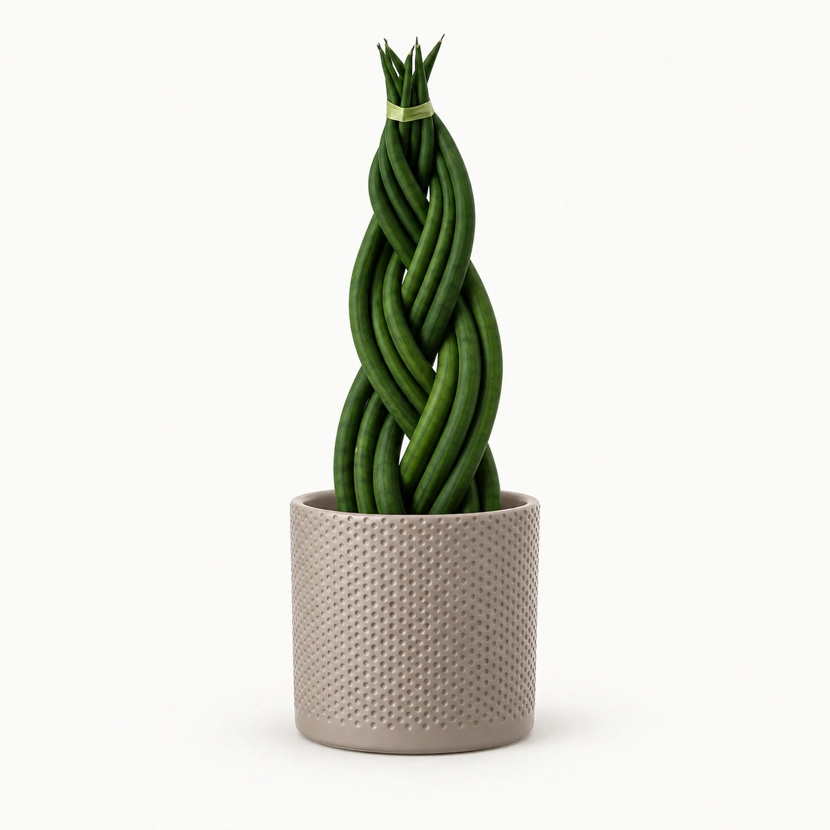 Sansevieria braid 12cm + Era taupe relief 12cm (1051627)