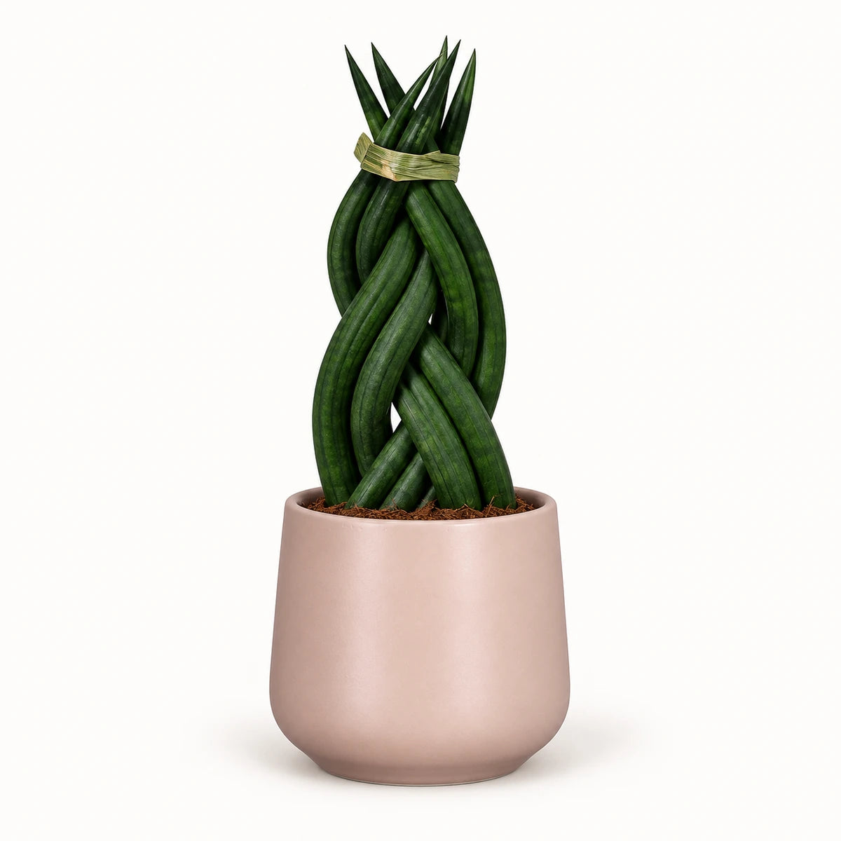 Sansevieria braid 6cm + Amber l. pink matt 6cm (1094375)