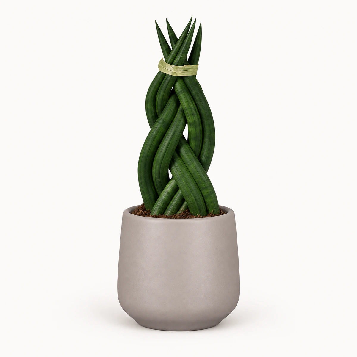 Sansevieria braid 6cm + Amber taupe matt 6cm (1094366)