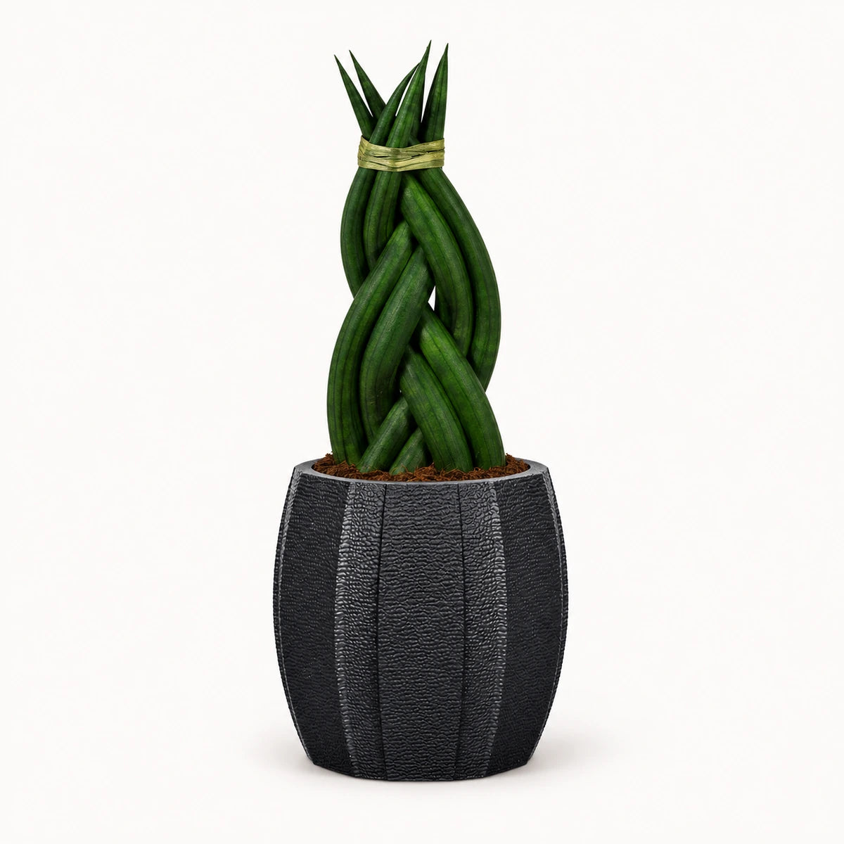 Sansevieria braid 6cm + Capi elegant wide arc anthracite 10cm (BARA291)