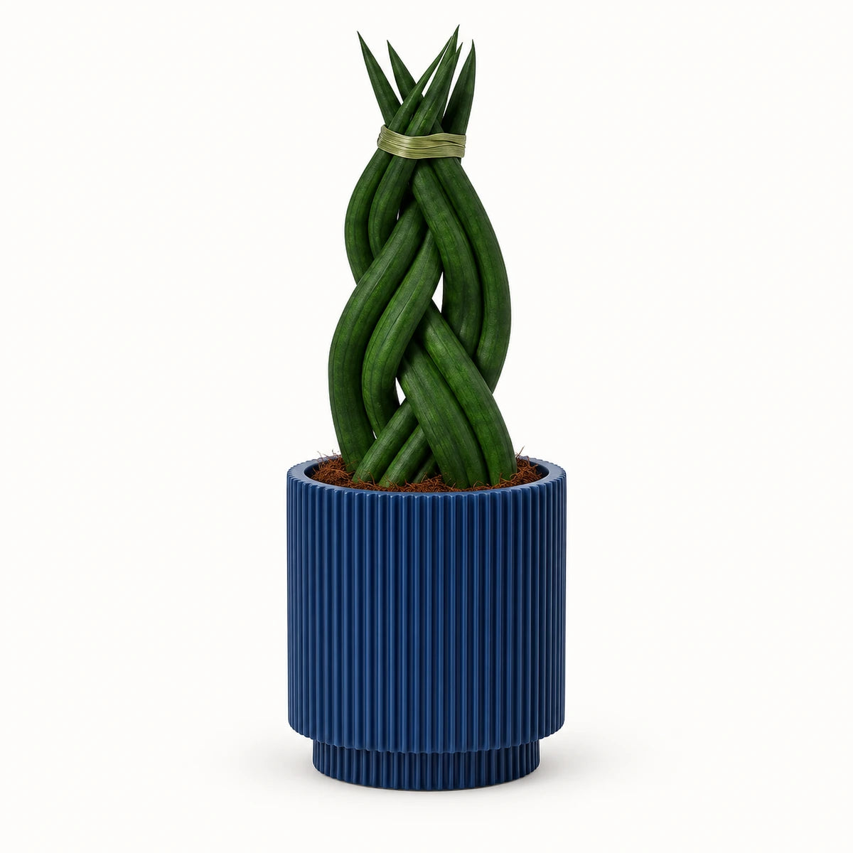 Sansevieria braid 6cm + Capi Vase cylinder groove dark blue 8cm (BGVDB311)