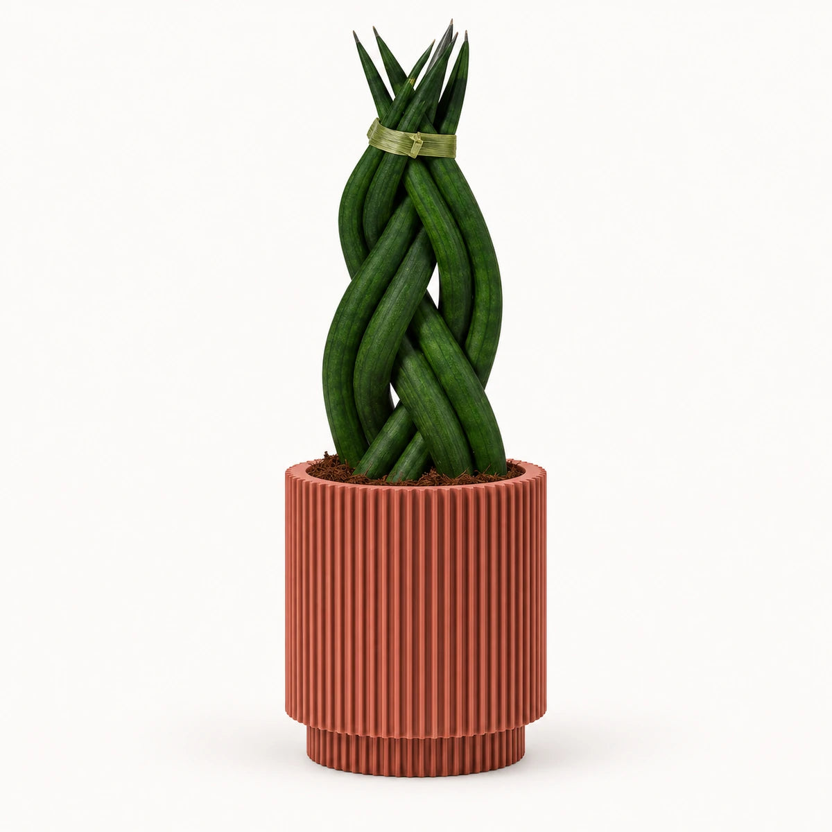 Sansevieria braid 6cm + Capi Vase cylinder groove merlot-red 8cm (BGVMR311)