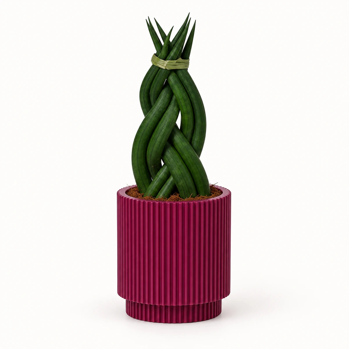 Sansevieria braid 6cm + Capi Vase cylinder groove purple 8cm (BGVP311)