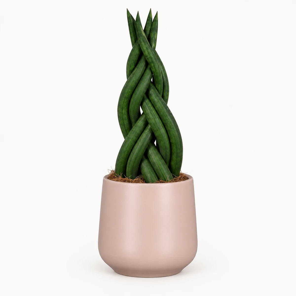 Sansevieria braid 9cm + Amber l. pink matt 8.5cm (1094376)