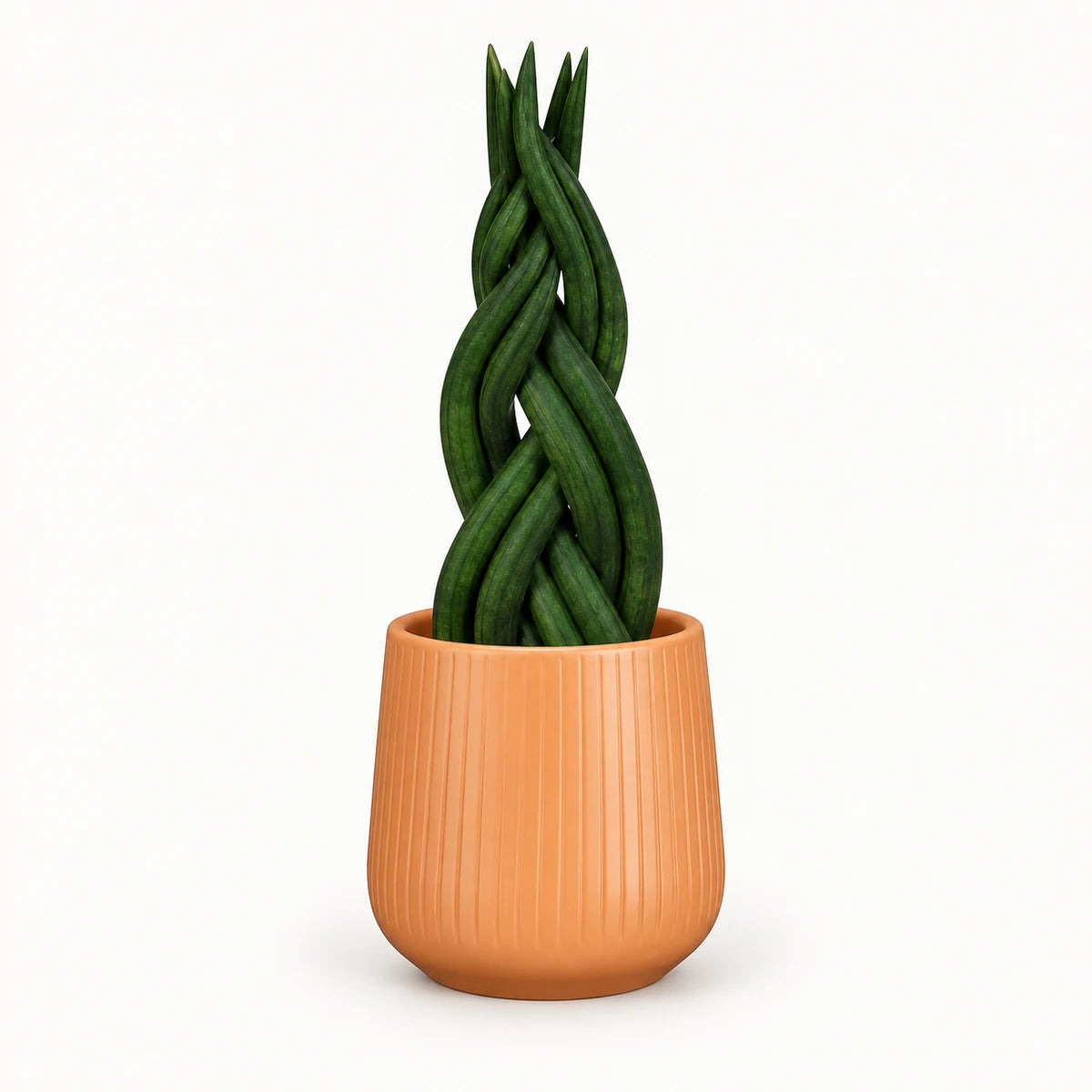 Sansevieria braid 9cm + Amber orange vertical 9cm (1133676)