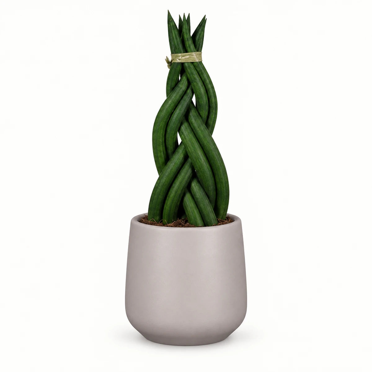 Sansevieria braid 9cm + Amber taupe matt 8.5cm (1087664)